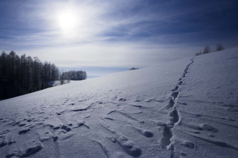 Foto, materieel, vrij, landschap, schilderstuk, bevoorraden foto,Naar de overkant van een snowy veld, Blauwe lucht, Voetspoor, Besneeuwd veld, Het is besneeuwd