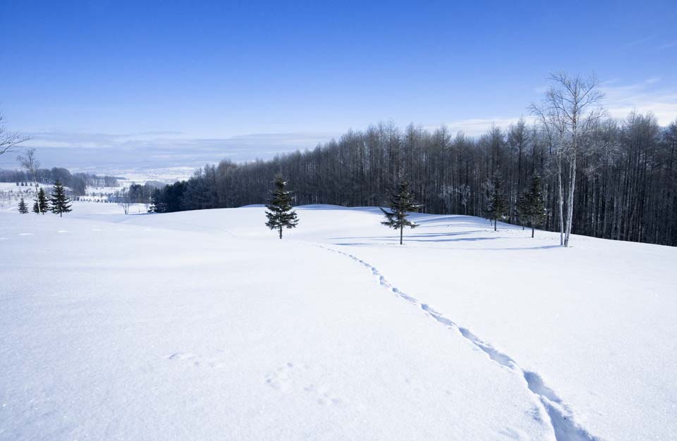 photo, la matire, libre, amnage, dcrivez, photo de la rserve, l'autre ct d'un champ neigeux, ciel bleu, empreinte de pas, champ neigeux, C'est neigeux