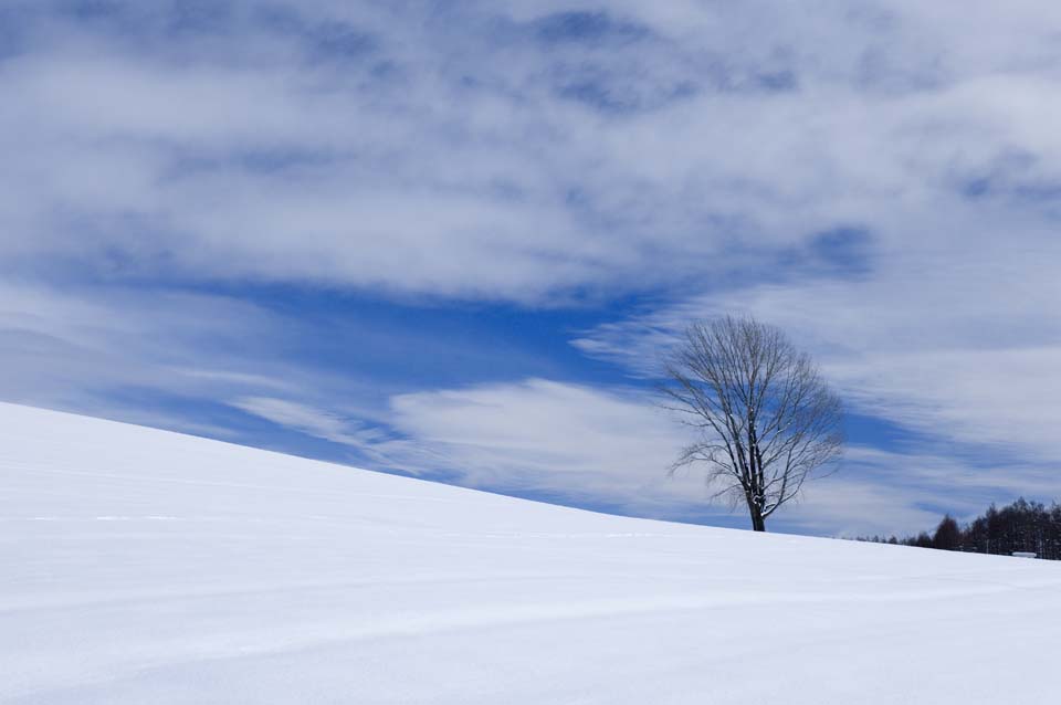 fotografia, materiale, libero il panorama, dipinga, fotografia di scorta,Un campo nevoso, campo nevoso, montagna, albero, cielo blu