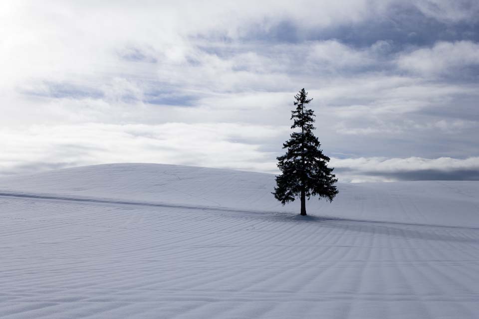 fotografia, materiale, libero il panorama, dipinga, fotografia di scorta,Un campo nevoso di un albero di Natale, campo nevoso, nube, albero, cielo blu