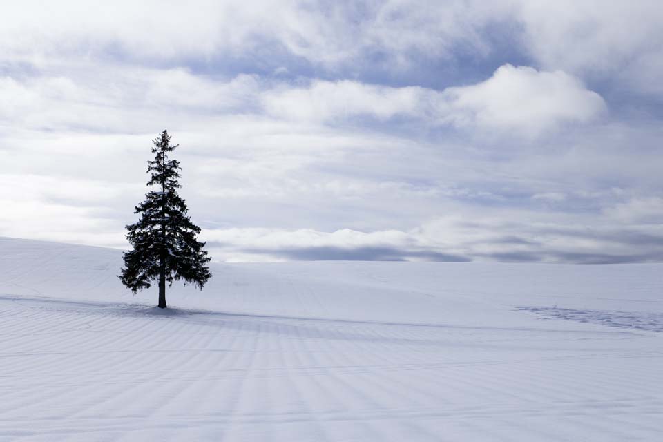 Foto, materieel, vrij, landschap, schilderstuk, bevoorraden foto,Een snowy veld van een Kerst boom, Besneeuwd veld, Wolk, Boom, Blauwe lucht