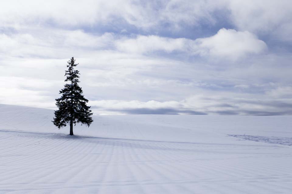 fotografia, material, livra, ajardine, imagine, proveja fotografia,Um campo nevado de uma rvore de Natal, campo nevado, nuvem, rvore, cu azul