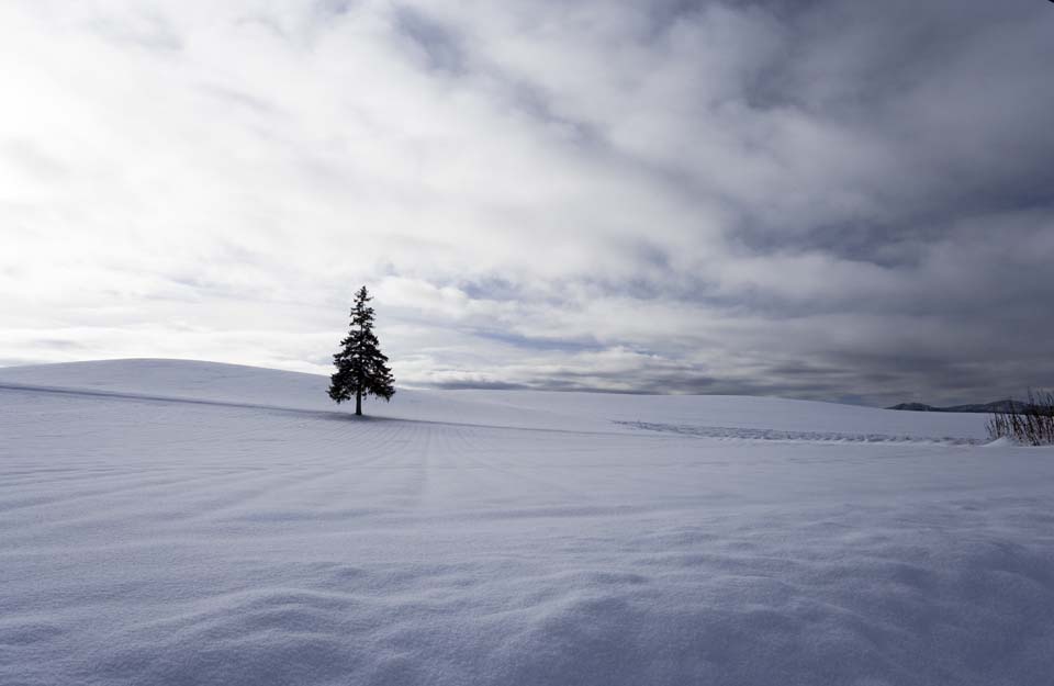 fotografia, materiale, libero il panorama, dipinga, fotografia di scorta,Un campo nevoso di un albero di Natale, campo nevoso, nube, albero, cielo blu