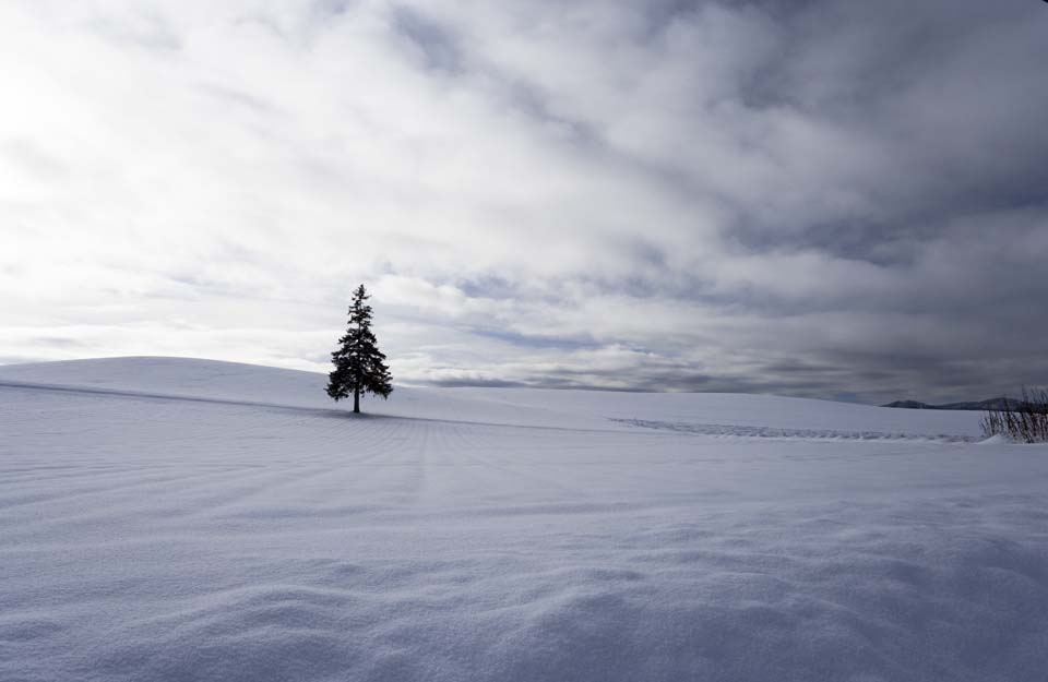 Foto, materiell, befreit, Landschaft, Bild, hat Foto auf Lager,Ein schneebedecktes Feld eines Weihnachtsbaumes, schneebedecktes Feld, Wolke, Baum, blauer Himmel