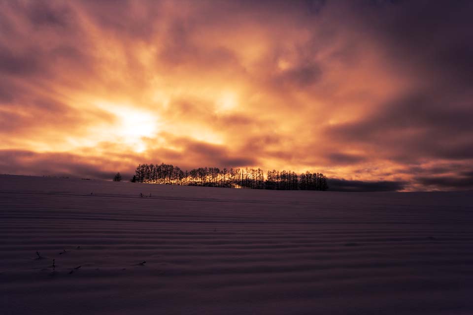 photo, la matire, libre, amnage, dcrivez, photo de la rserve,Crpuscule d'un champ neigeux, champ neigeux, nuage, arbre, Le soleil