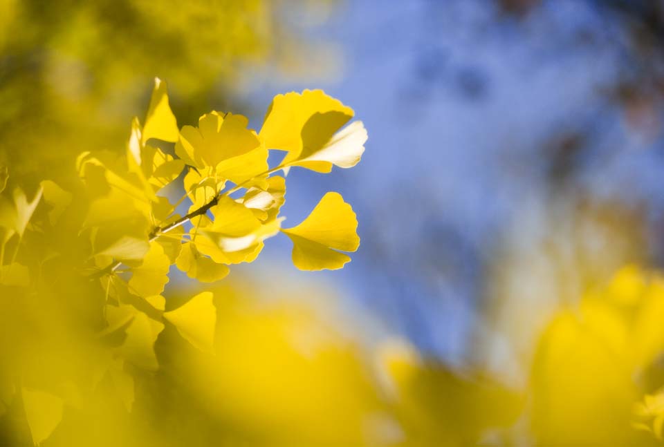 photo, la matire, libre, amnage, dcrivez, photo de la rserve,Jaune d'un ginkgo, ginkgo, , , ciel bleu