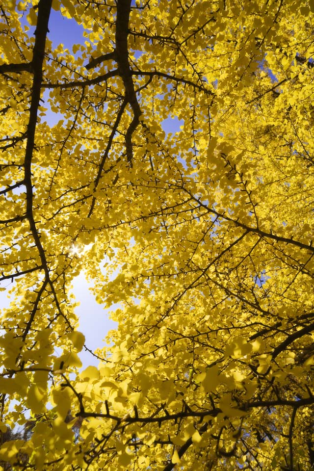 Foto, materiell, befreit, Landschaft, Bild, hat Foto auf Lager,Gelb eines ginkgo, ginkgo, , , blauer Himmel