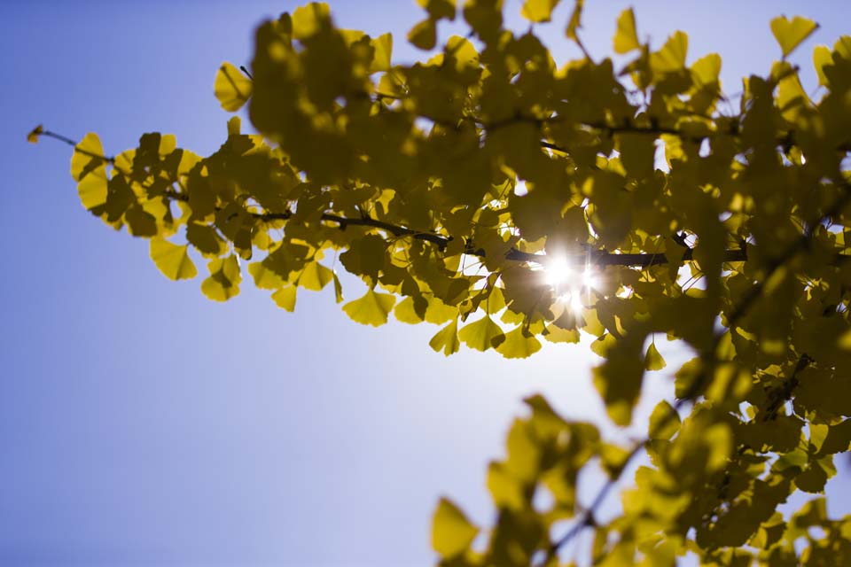 Foto, materieel, vrij, landschap, schilderstuk, bevoorraden foto,Geel van een ginkgo, Ginkgo, , , Blauwe lucht