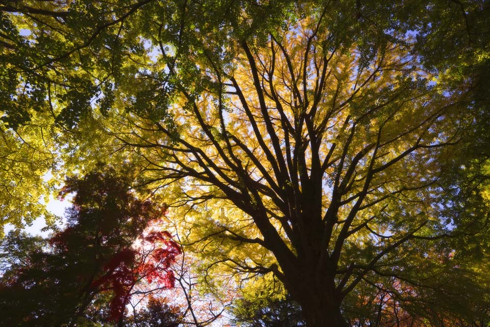 Foto, materiell, befreit, Landschaft, Bild, hat Foto auf Lager,Gelb eines ginkgo, ginkgo, , , blauer Himmel