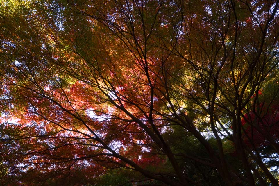 Foto, materieel, vrij, landschap, schilderstuk, bevoorraden foto,Maple_ is diep rood, Ahorn, Rood, Aftakking, Geel