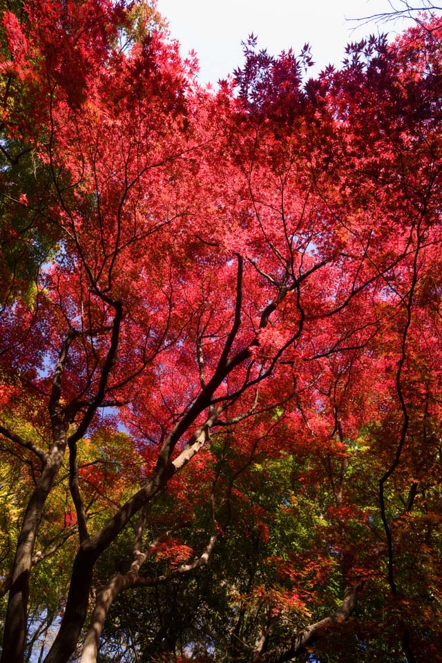 Foto, materieel, vrij, landschap, schilderstuk, bevoorraden foto,Maple_ is diep rood, Ahorn, Rood, Aftakking, Geel