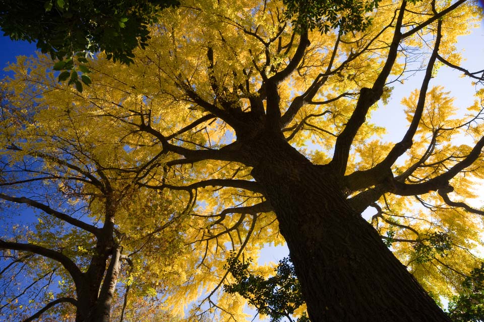 Foto, materieel, vrij, landschap, schilderstuk, bevoorraden foto,Geel van een ginkgo, Ginkgo, , , Blauwe lucht