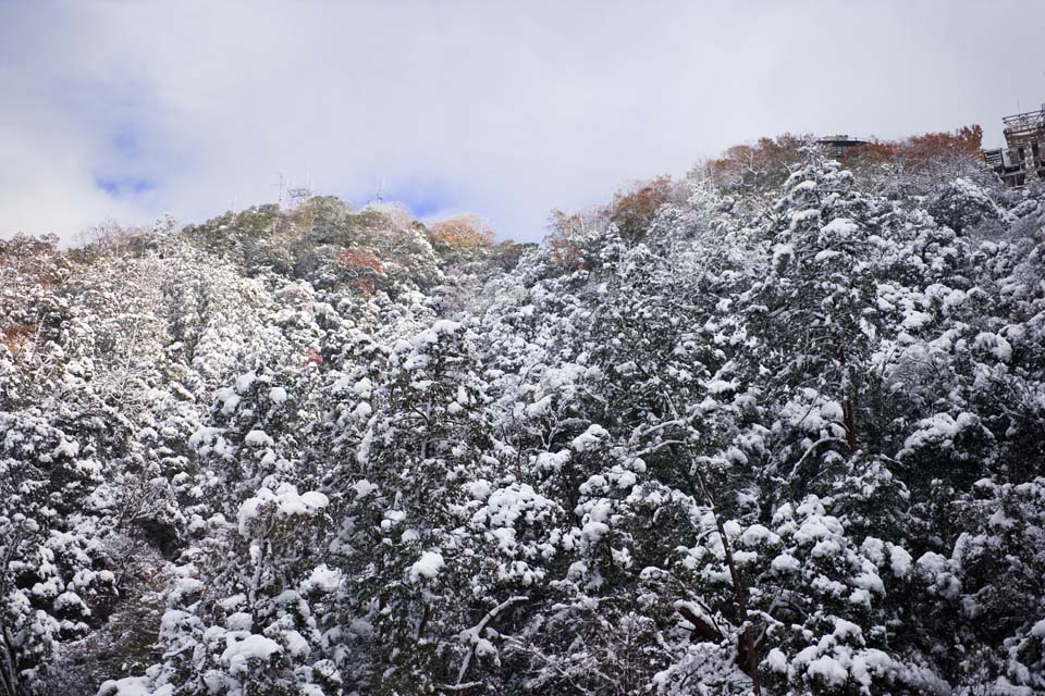 fotografia, materiale, libero il panorama, dipinga, fotografia di scorta,Kinkazan nevoso, montagna, Foglie colorate,  vuoto, albero
