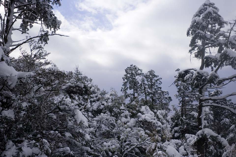 Foto, materiell, befreit, Landschaft, Bild, hat Foto auf Lager,Schneebedeckter Kinkazan, Berg, Frbte Bltter, Es ist leer, Baum