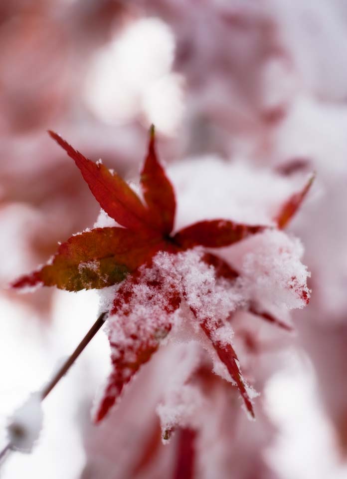 Foto, materieel, vrij, landschap, schilderstuk, bevoorraden foto,Sneeuw en rood loof, Het is besneeuwd, Rood, Ahorn, 