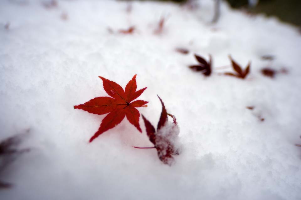 Foto, materiell, befreit, Landschaft, Bild, hat Foto auf Lager,Schnee und rote Bltter, Es ist schneebedeckt, Rot, Ahorn, 