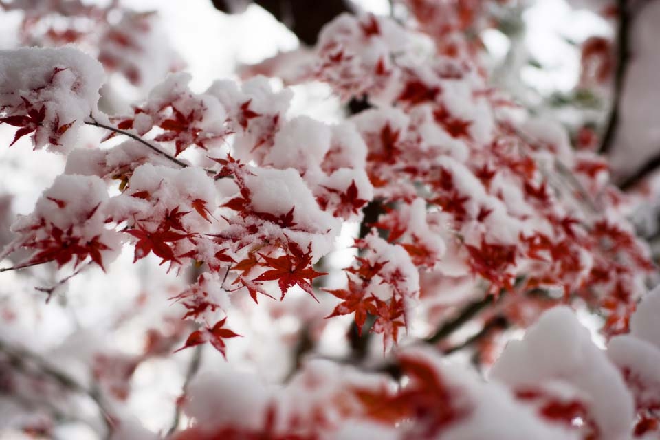 Foto, materiell, befreit, Landschaft, Bild, hat Foto auf Lager,Schnee und rote Bltter, Es ist schneebedeckt, Rot, Ahorn, 