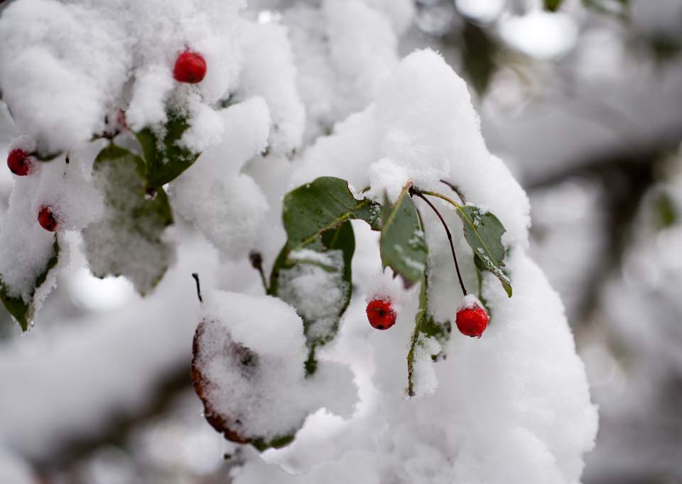 fotografia, materiale, libero il panorama, dipinga, fotografia di scorta,Neve ed una frutta rossa, Giallo, Foglie colorate, frutta rossa, 