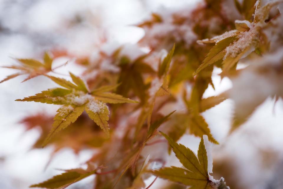 photo, la matire, libre, amnage, dcrivez, photo de la rserve,Neige et feuilles rouges, C'est neigeux, Jaune, rable, rable