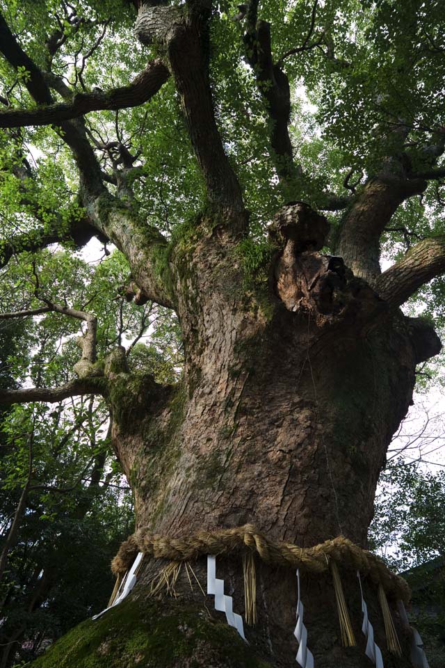 photo,material,free,landscape,picture,stock photo,Creative Commons,An aged tree of Kusu, Shinto shrine, a camphor tree, camphor tree, Shinto straw festoon