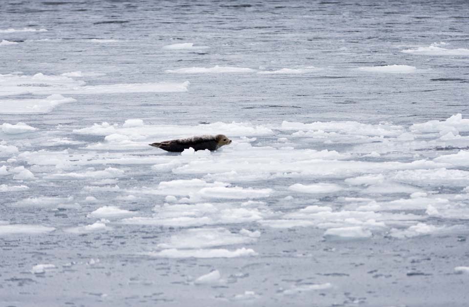 fotografia, materiale, libero il panorama, dipinga, fotografia di scorta,Il sigillo che si fa cadere con un tonfo in gi andare alla deriva ghiaccio, Le contusioni lo fanno, Ghiaccio, Ghiaccio di moto, Il mare