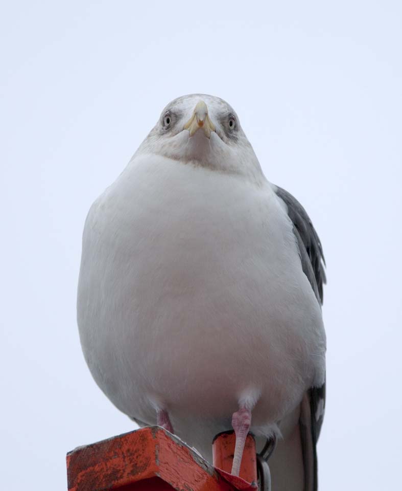 photo,material,free,landscape,picture,stock photo,Creative Commons,A glance of a gull, gull, , , feather