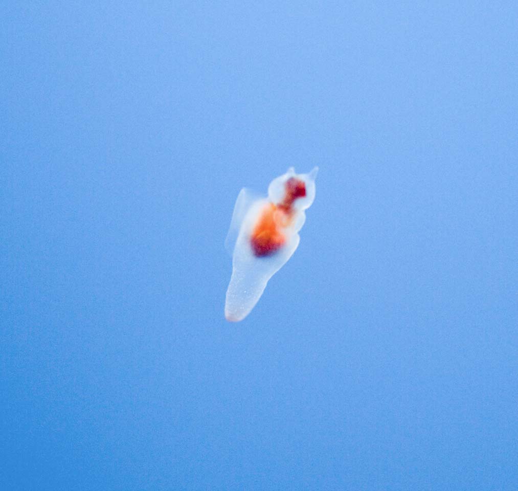 photo,material,free,landscape,picture,stock photo,Creative Commons,Fairy clione of drift ice, Clione limacina, Clione, Swimming, I am pretty