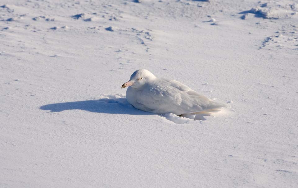 foto,tela,gratis,paisaje,fotografa,idea,Maana de una gaviota, Gaviota, , , Pluma