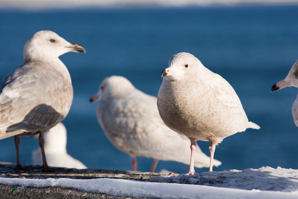 photo,material,free,landscape,picture,stock photo,Creative Commons,Morning of a gull, gull, , , feather