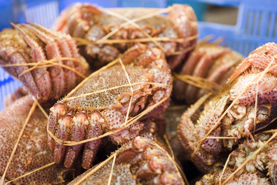 Foto, materieel, vrij, landschap, schilderstuk, bevoorraden foto,Wanhopen van een krab, Haar koningin krab, Haar is gelijkaardig, Krab, Etenswaar