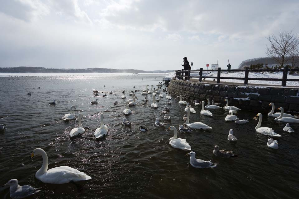 Foto, materiell, befreit, Landschaft, Bild, hat Foto auf Lager,Schwnepark in Tohfutsu-See, Schwan, Mwe, Lake ordnet Hutu ein, 