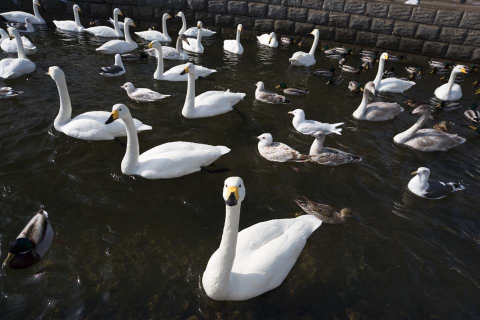 foto,tela,gratis,paisaje,fotografa,idea,Un cisne de whooper, Cisne, Cisne de whooper, Hutus de dedo del pie de lago, Mariposa para el vmito