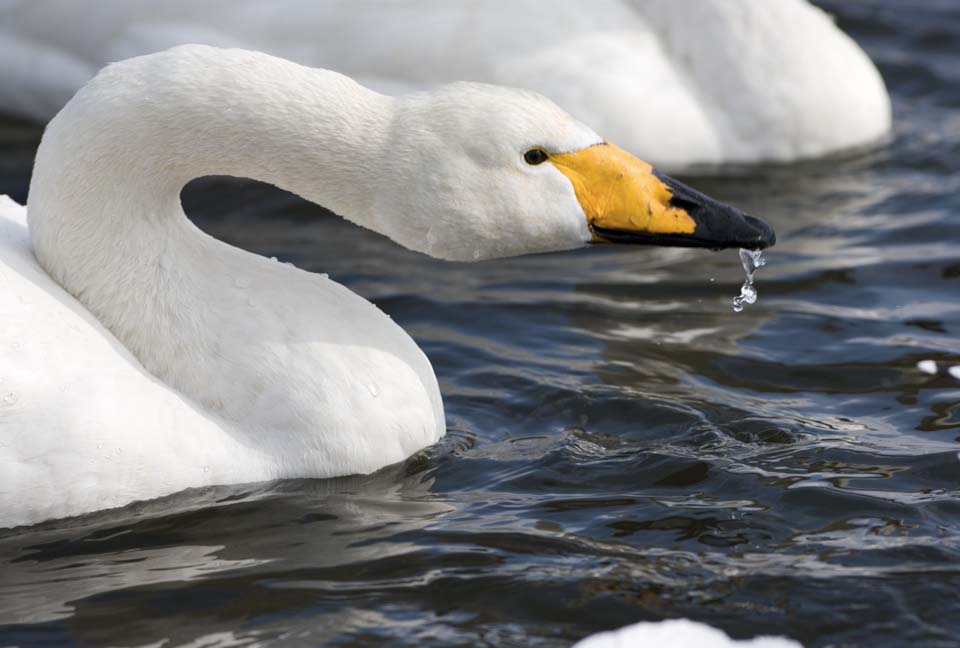 Foto, materiell, befreit, Landschaft, Bild, hat Foto auf Lager,Ein whooper-Schwan, Schwan, whooper-Schwan, Lake ordnet Hutu ein, butterfly, um sich zu bergeben