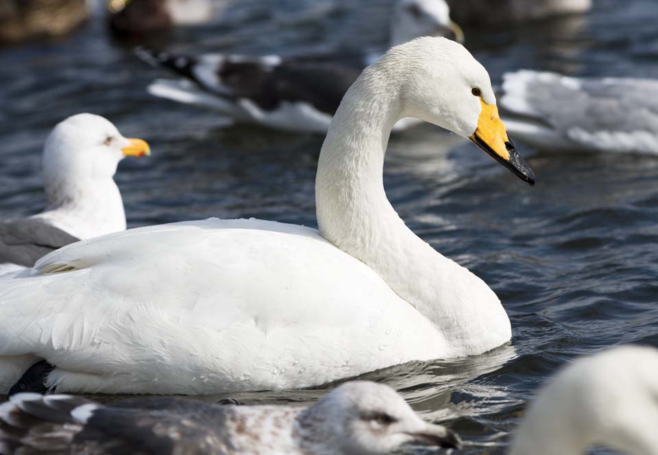 fotografia, material, livra, ajardine, imagine, proveja fotografia,Um cisne de whooper, cisne, cisne de whooper, Dedo do p de lago Hutu, borboleta para vomitar