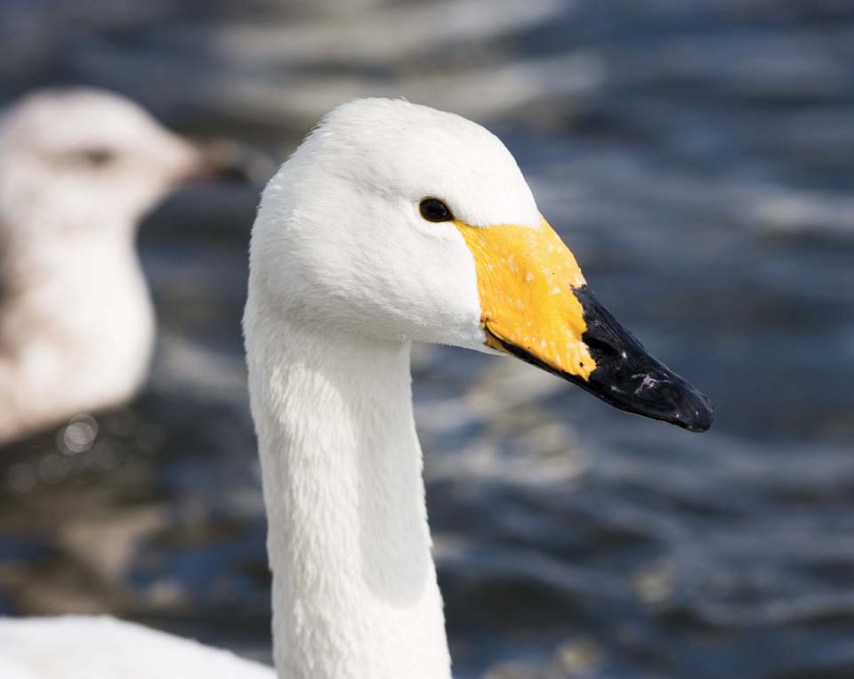 photo,material,free,landscape,picture,stock photo,Creative Commons,A whooper swan, swan, whooper swan, Lake toe Hutu, butterfly to vomit