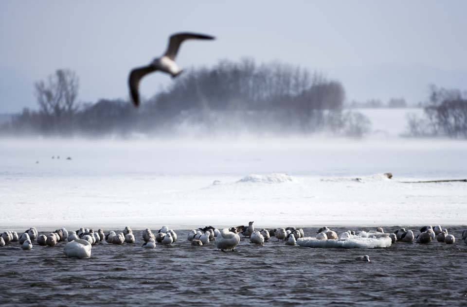 fotografia, material, livra, ajardine, imagine, proveja fotografia,Inverno de lago de Tohfutsu, cisne, gaivota, Dedo do p de lago Hutu, Est nevado