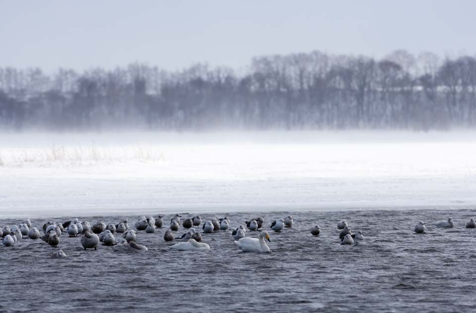 fotografia, material, livra, ajardine, imagine, proveja fotografia,Inverno de lago de Tohfutsu, cisne, gaivota, Dedo do p de lago Hutu, Est nevado