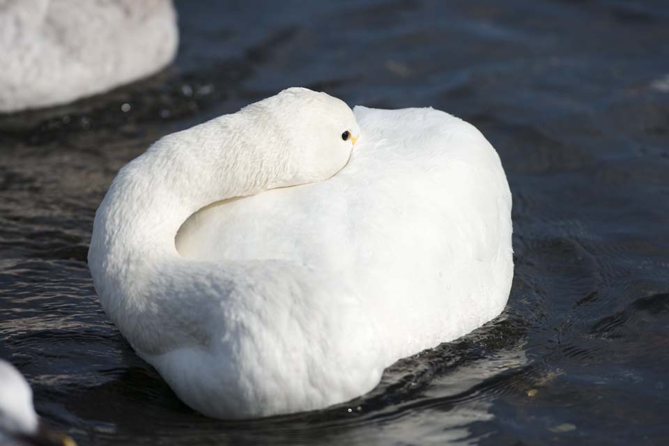 Foto, materieel, vrij, landschap, schilderstuk, bevoorraden foto,Een whooper zwaan knoedel, Zwaan, Whooper zwaan, Plas teen Hutu, Vlinder moet vomeren