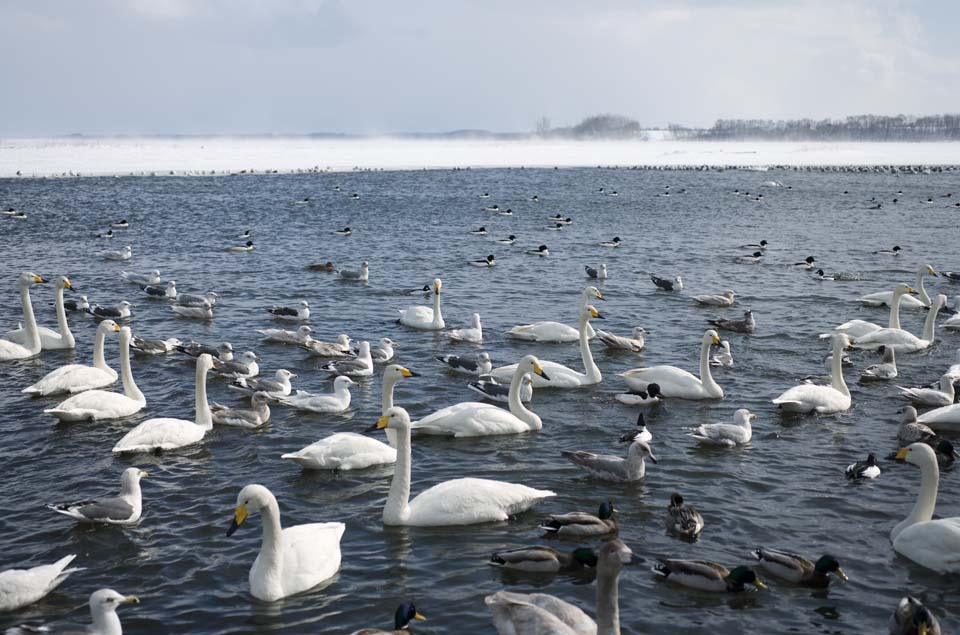 Foto, materieel, vrij, landschap, schilderstuk, bevoorraden foto,Zwaan parkeren in Tohfutsu plas, Zwaan, Gull, Plas teen Hutu, 