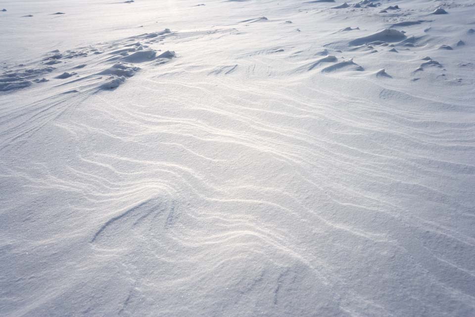 fotografia, materiale, libero il panorama, dipinga, fotografia di scorta,Un modello vento-battuto e nevoso sulle sabbie, modello vento-battuto sulle sabbie, campo nevoso, Vento, 