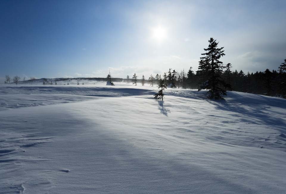 photo,material,free,landscape,picture,stock photo,Creative Commons,Trees of a snowy field, snowy field, conifer, The sun, I am cold