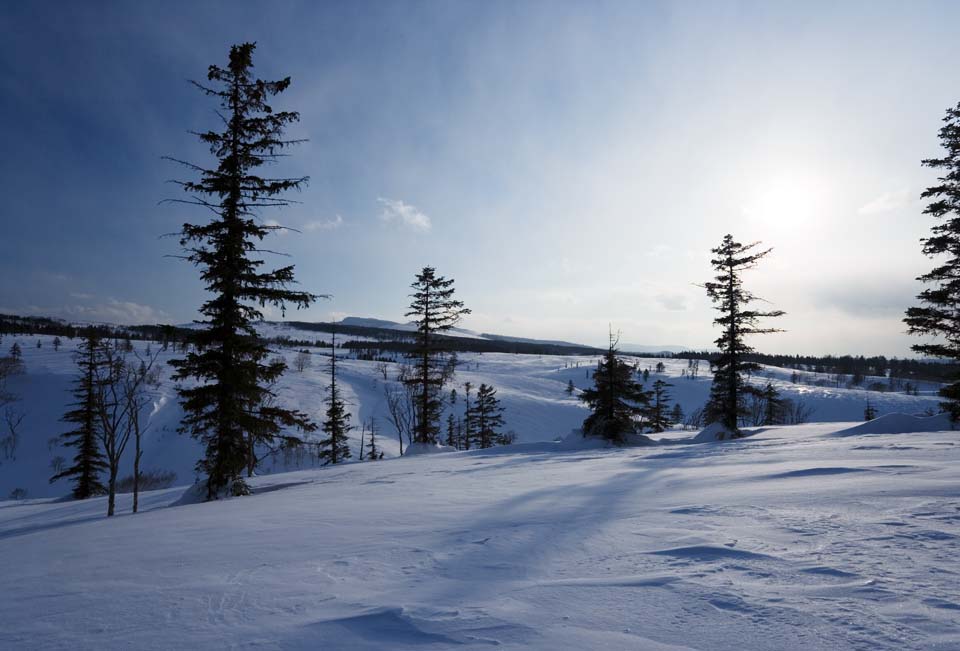 foto,tela,gratis,paisaje,fotografa,idea,rboles de un campo cubierto de nieve, Campo cubierto de nieve, Confera, El sol, Estoy fro