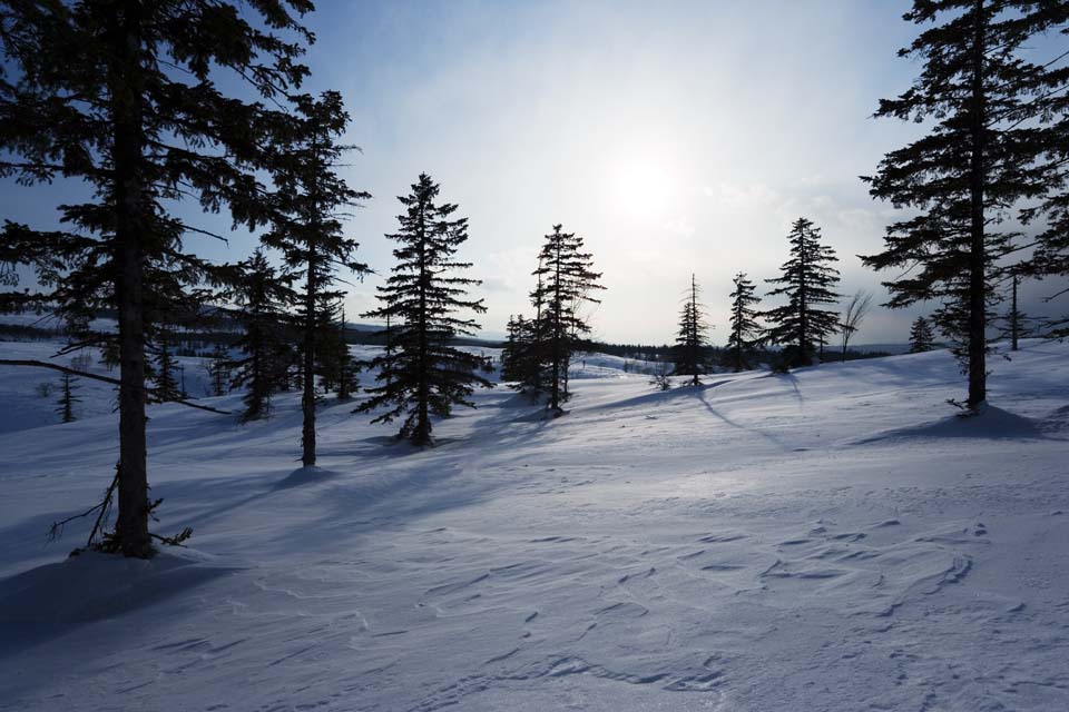 Foto, materieel, vrij, landschap, schilderstuk, bevoorraden foto,Bomen van een snowy veld, Besneeuwd veld, Naaldboom, De zon, Ik ben koud