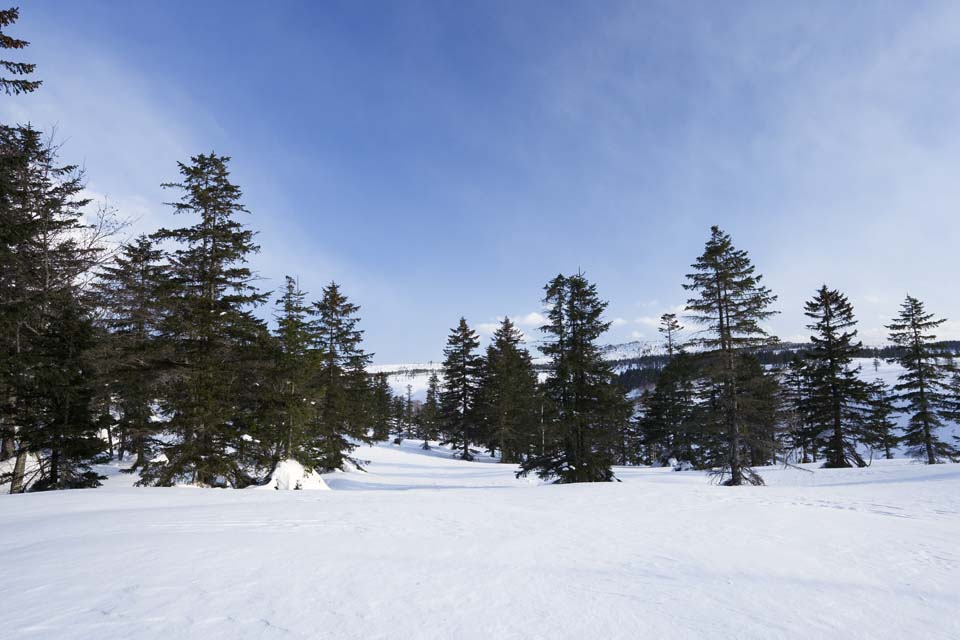 Foto, materieel, vrij, landschap, schilderstuk, bevoorraden foto,Bomen van een snowy veld, Besneeuwd veld, Naaldboom, De zon, Ik ben koud