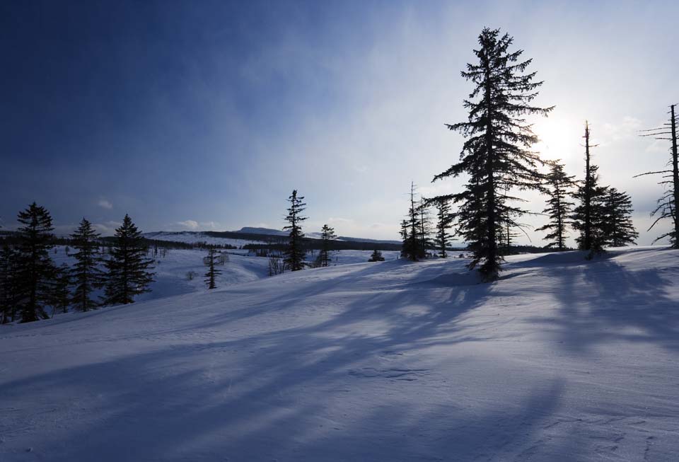 Foto, materieel, vrij, landschap, schilderstuk, bevoorraden foto,Bomen van een snowy veld, Besneeuwd veld, Naaldboom, De zon, Ik ben koud