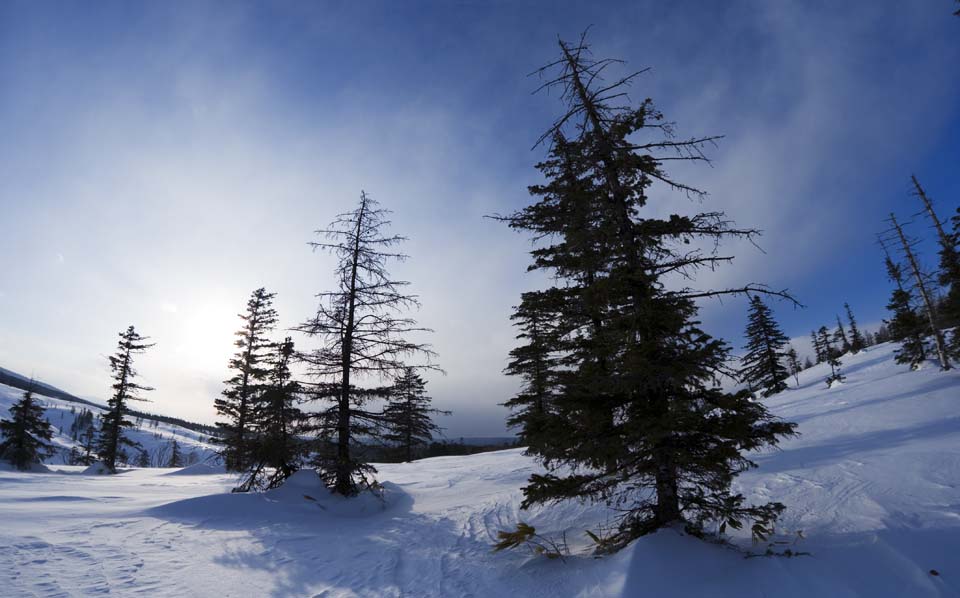 fotografia, materiale, libero il panorama, dipinga, fotografia di scorta,Alberi di un campo nevoso, campo nevoso, conifera, Il sole, Io ho freddo