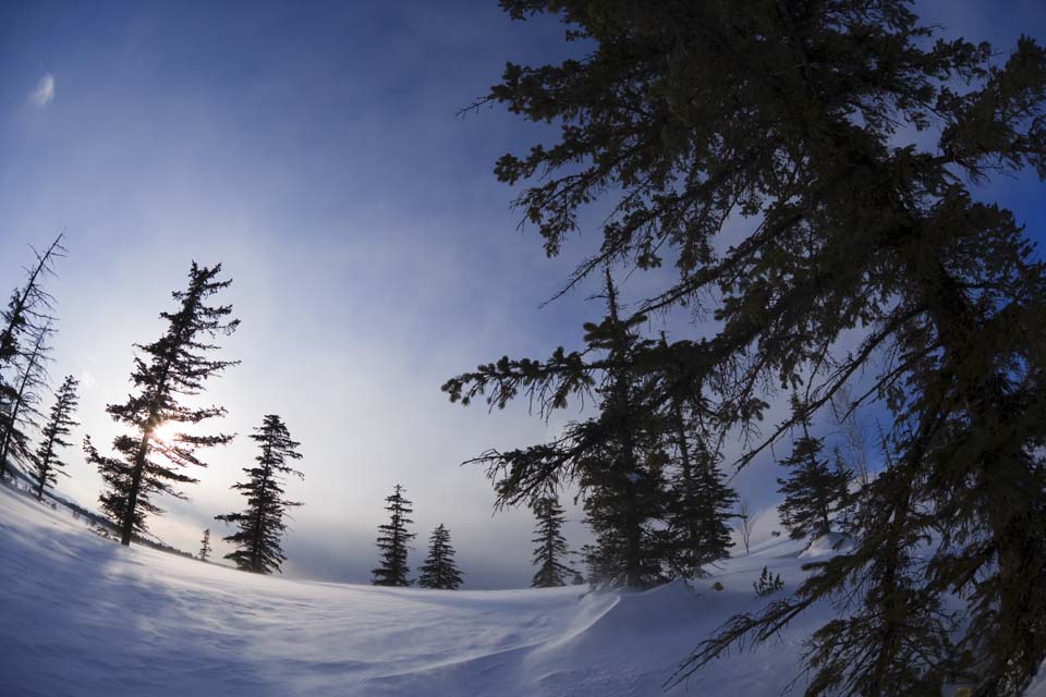 Foto, materiell, befreit, Landschaft, Bild, hat Foto auf Lager,Bume eines schneebedeckten Feldes, schneebedecktes Feld, Nadelbaum, Die Sonne, Ich bin kalt