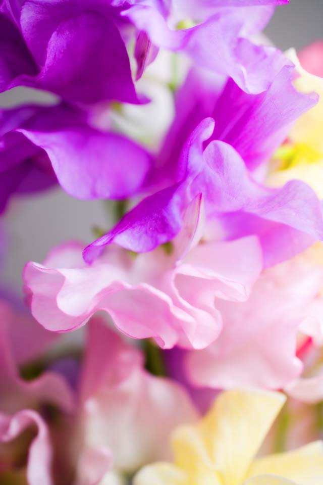 fotografia, materiale, libero il panorama, dipinga, fotografia di scorta,Primavera di pisello dolce, Garofano, Violaceo rosso, petalo, 