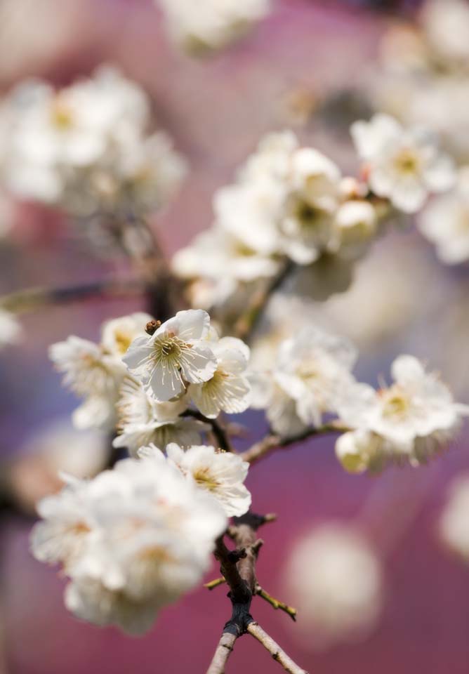 photo,material,free,landscape,picture,stock photo,Creative Commons,A plum is in full glory, Bear me, plum, , plum garden