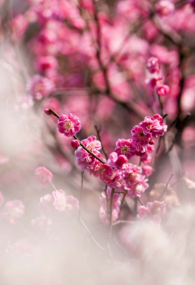 photo, la matire, libre, amnage, dcrivez, photo de la rserve,Une prune est dans gloire pleine, Portez-moi, prune, , jardin de la prune